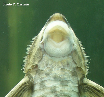 Sturisoma panamense